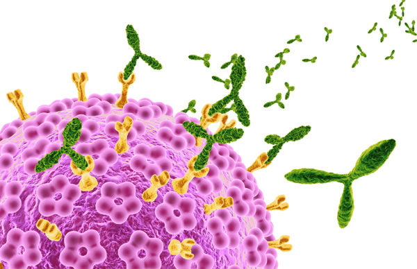 Papillomavirus umano HPV e gli anticorpi